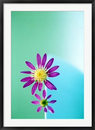 Framed Close up of purple flowers with yellow centers on turquoise background Print