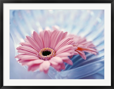 Framed Close up of two pink gerbera daisies in water ripples Print