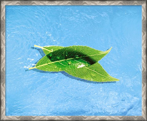 Framed Two crossed green leaves floating in shallow blue water Print