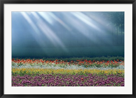 Framed Field of multicolored flowers with streaks of white light rays Print