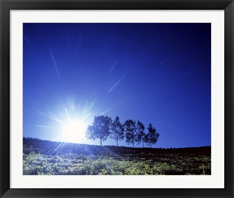 Framed Silhouette with trees in sparse field back lit by white sun Print