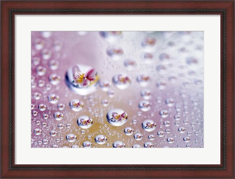 Framed Close up of water droplets with flower reflected in centers Print