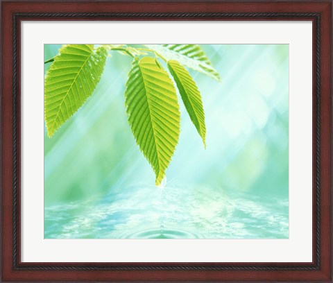 Framed Selective focus close up of green leaves above water ripples in blue Print