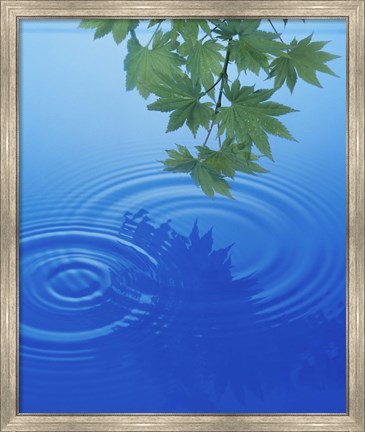 Framed Branch with green leaves suspended over deep blue water with rings and reflection Print