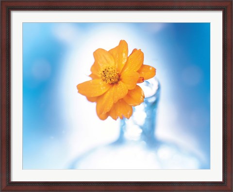 Framed Close up of ruffled marigold bloom in blue bottle with blurred blue and white background Print