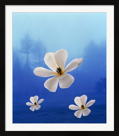 Framed Three white orchids floating in foggy blue sky with silhouette of trees in background Print