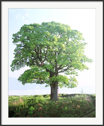 Framed Single green tree standing in field with blue sky Print