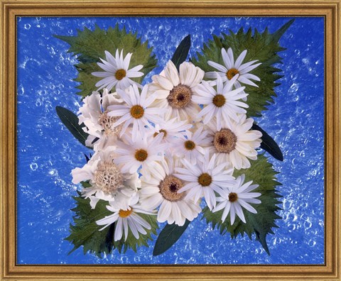 Framed Close up of white daisy bouquet with mottled blue background Print