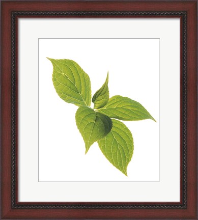 Framed Close up of green leaves on pale green and white Print