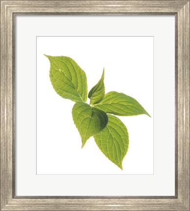 Framed Close up of green leaves on pale green and white Print