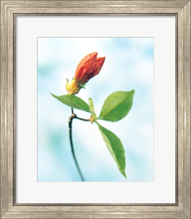 Framed Close up of dark pink flower bud on green stem with green leaves on watercolor blue Print