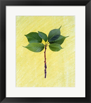 Framed Close up of green leaves with brown branch on pale yellow Print