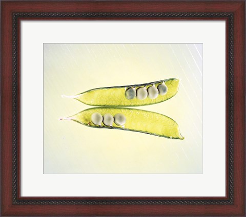 Framed Two transparent pea pods with yellow green background Print