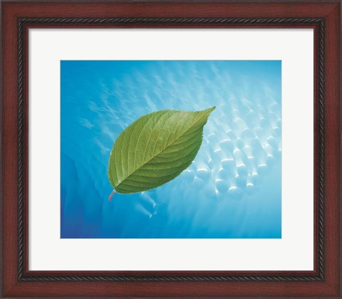 Framed Single green leaf above blue water with lights Print