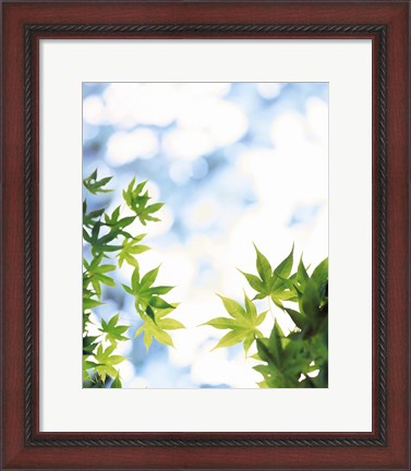 Framed Green leaves on mottled cloudy sky Print