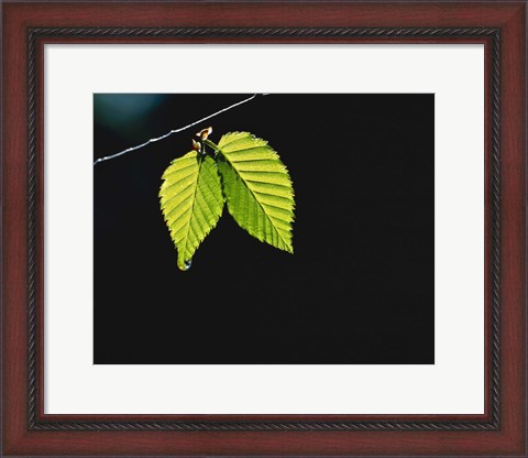 Framed Two green leaves on thin branch on black Print