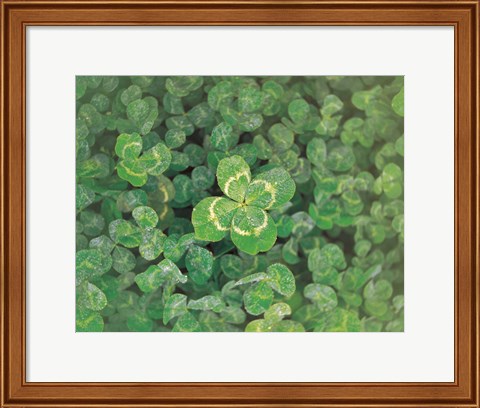 Framed Close up of green clover Print