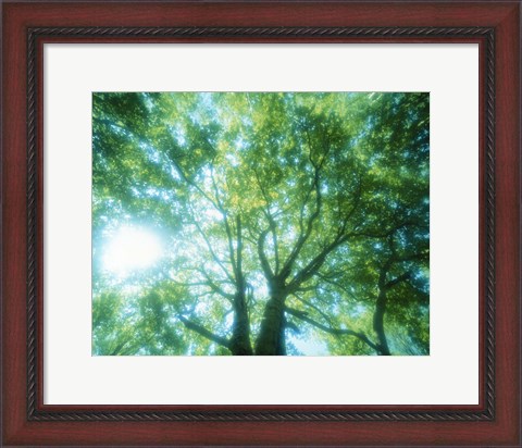Framed Selective focus trees in forest Print