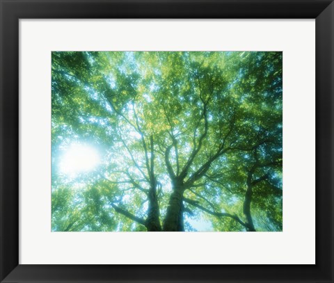 Framed Selective focus trees in forest Print