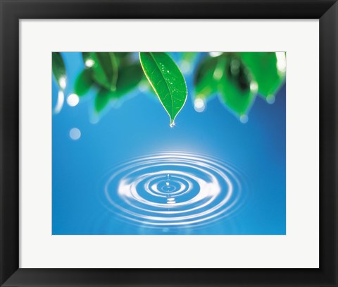 Framed Green leaves dripping water into perfect circles below Print