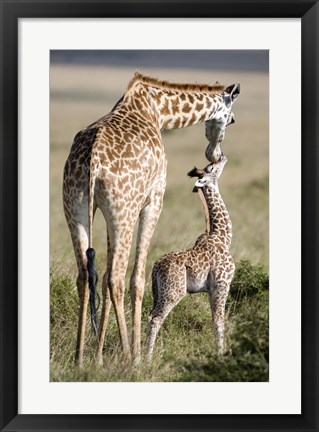 Framed Masai giraffe (Giraffa camelopardalis tippelskirchi) with its calf, Masai Mara National Reserve, Kenya Print