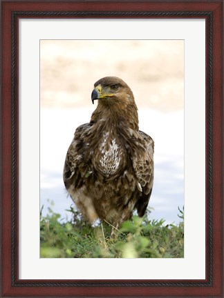 Framed Close-up of a Tawny Eagle (Aquila rapax), Ndutu, Ngorongoro, Tanzania Print