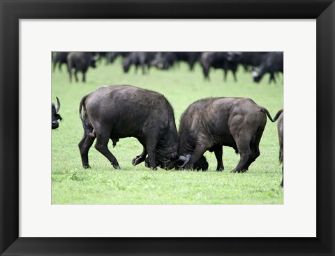 Framed Cape buffalo bulls (Syncerus caffer) sparring, Ngorongoro Crater, Ngorongoro, Tanzania Print