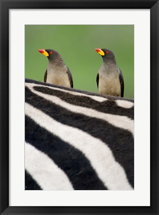 Framed Yellow-Billed oxpeckers (Buphagus africanus) on top of a zebra, Ngorongoro Crater, Ngorongoro, Tanzania Print