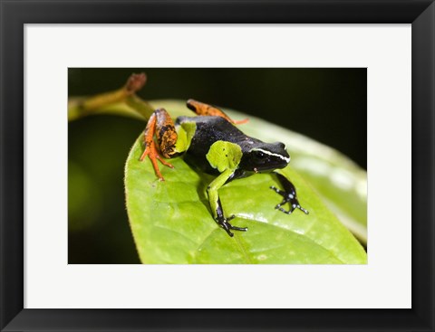 Framed Close-up of a Painted mantella (Mantella madagascarensis) frog, Madagascar Print