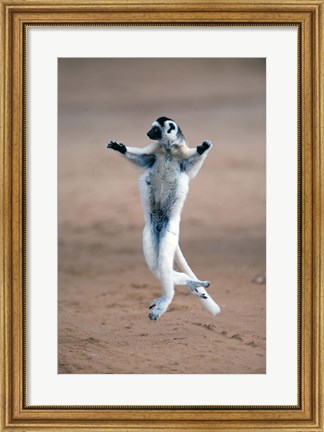 Framed Verreaux&#39;s sifaka dancing in a field, Berenty, Madagascar Print