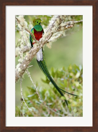 Framed Close-up of Resplendent quetzal (Pharomachrus mocinno) perching on a branch, Savegre, Costa Rica Print