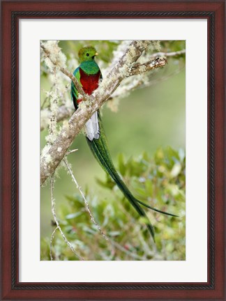 Framed Close-up of Resplendent quetzal (Pharomachrus mocinno) perching on a branch, Savegre, Costa Rica Print