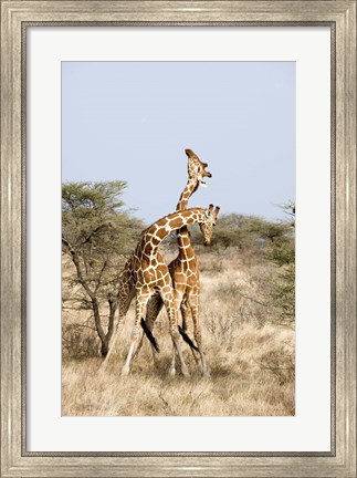 Framed Reticulated giraffes (Giraffa camelopardalis reticulata) necking in a field, Samburu National Park, Rift Valley Province, Kenya Print