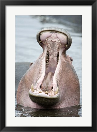 Framed Close-up of a hippopotamus (Hippopotamus amphibius) yawning in a lake, Lake Manyara, Tanzania Print