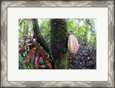 Framed Cocoa tree in a rainforest, Costa Rica Print