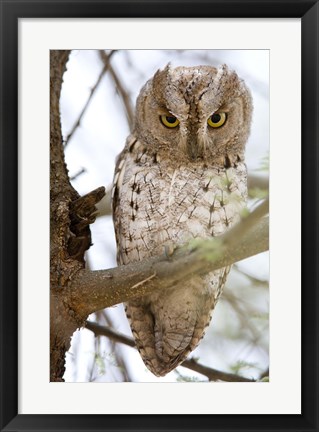Framed African Scops Owl (Otus senegalensis) Perching on a Branch, Tarangire National Park, Tanzania Print