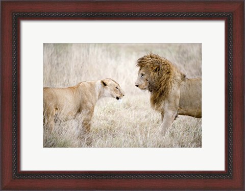 Framed Lion and a lioness (Panthera leo) standing face to face in a forest, Ngorongoro Crater, Ngorongoro, Tanzania Print