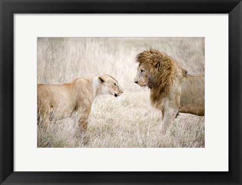 Framed Lion and a lioness (Panthera leo) standing face to face in a forest, Ngorongoro Crater, Ngorongoro, Tanzania Print