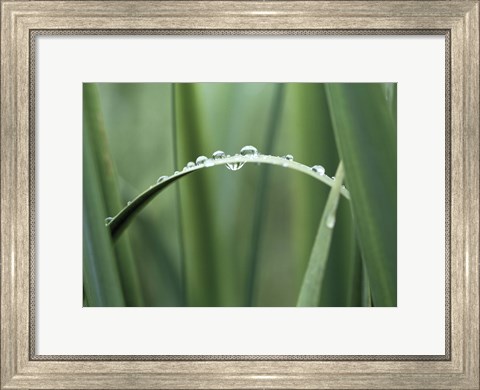 Framed Close up of Dew drops on a Blade of Grass Print