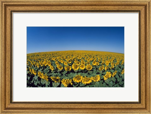 Framed Sunflowers (Helianthus annuus) in a field Print