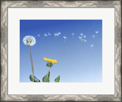 Framed Dandelion (Taraxacum officinale) seeds blowing in the air Print
