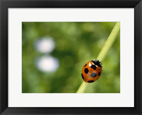 Framed Ladybug on a stem Print