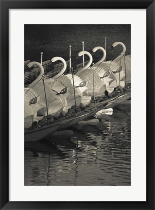Framed Swan boats in a river, Boston Public Garden, Boston, Massachusetts, USA Print