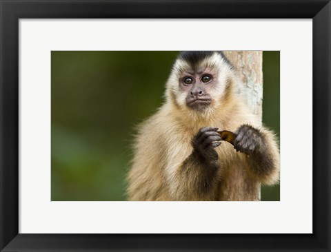 Framed Close-up of a Brown capuchin (Cebus apella), Three Brothers River, Meeting of the Waters State Park, Pantanal Wetlands, Brazil Print
