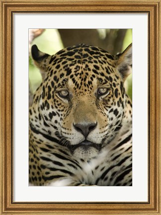Framed Close-up of a Jaguar (Panthera onca), Three Brothers River, Meeting of the Waters State Park, Pantanal Wetlands, Brazil Print
