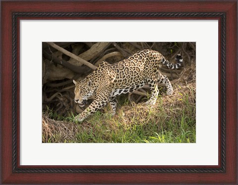 Framed Jaguar (Panthera onca) foraging in a forest, Three Brothers River, Meeting of the Waters State Park, Pantanal Wetlands, Brazil Print