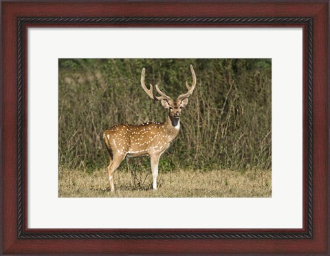 Framed Spotted deer (Axis axis) in a forest, Keoladeo National Park, Rajasthan, India Print