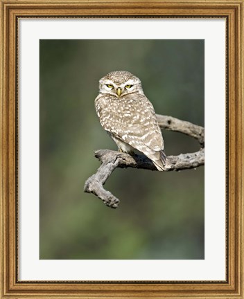 Framed Close-up of a Spotted owlet (Strix occidentalis) perching on a tree, Keoladeo National Park, Rajasthan, India Print