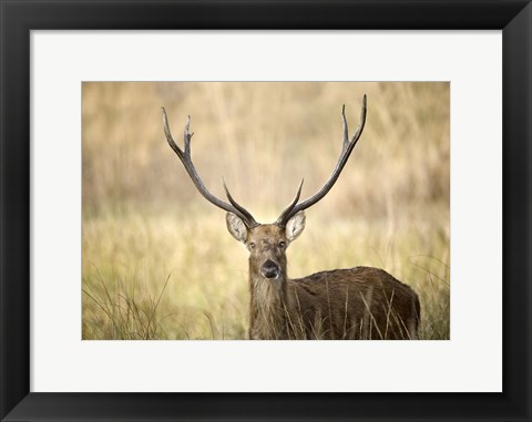 Framed Close-up of a Swamp deer (Rucervus duvaucelii), Kanha National Park, Madhya Pradesh, India Print