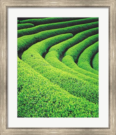 Framed Tea Plantation Print